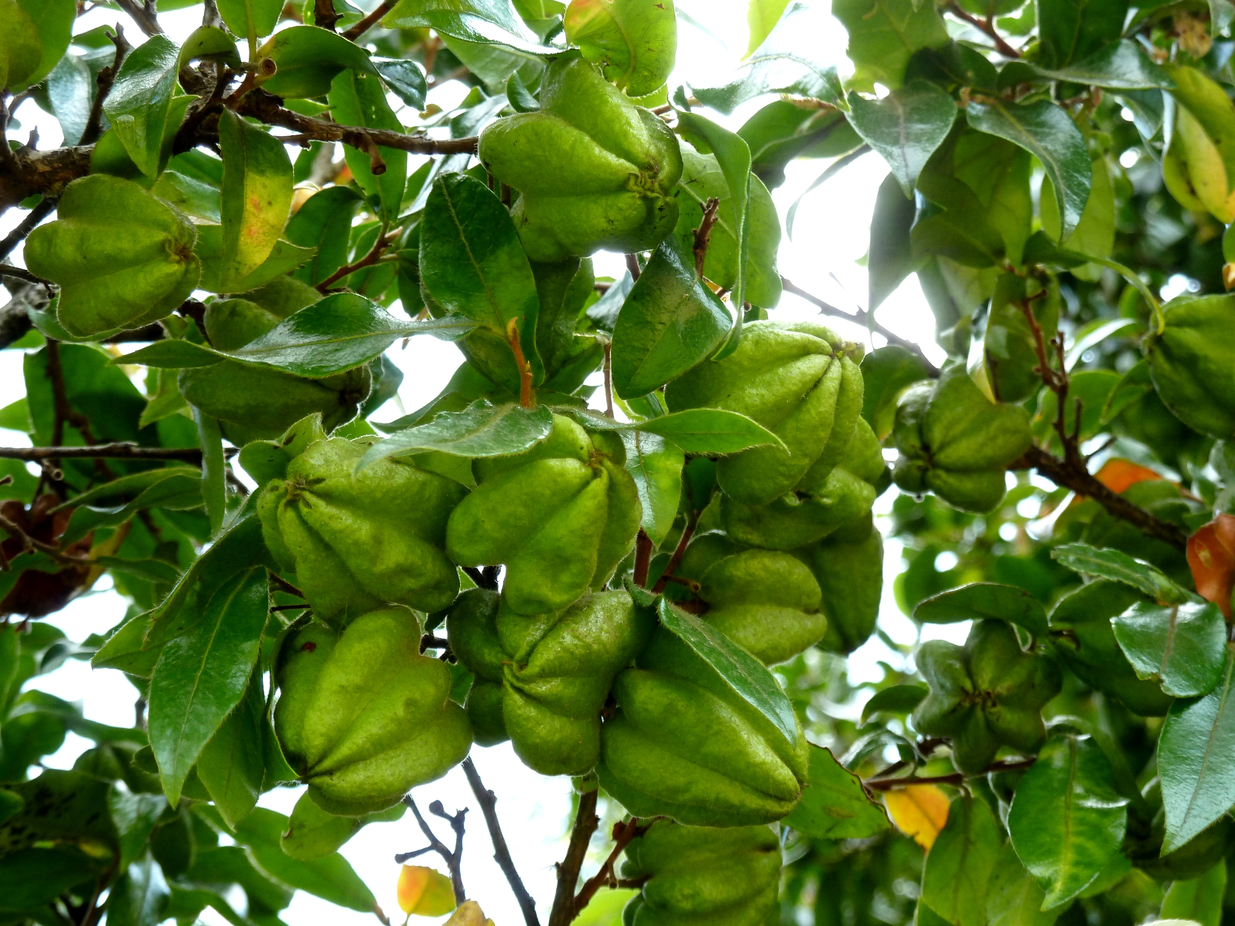 Bladdernut
